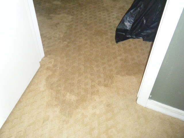 Wet Carpet