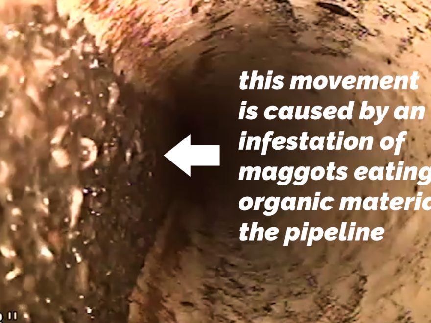 maggots-in-sewer-line